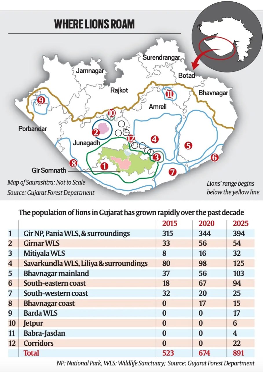 Asiatic Lion population rises from 523 in 2015 to 891 in 2025